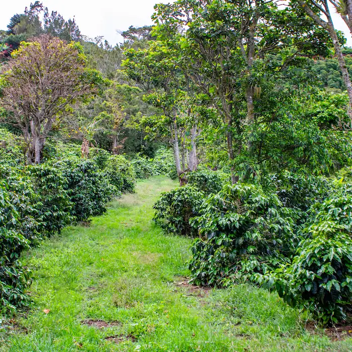 Sendero de montaña rodeado de plantación de café en la ruta Copalchí Vertical