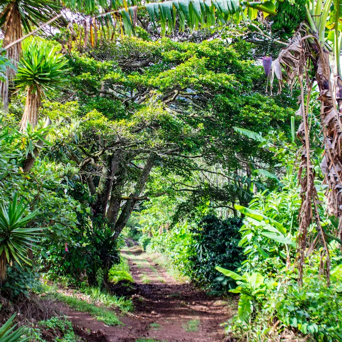 "Sendero entre vegetación exuberante y árboles nativos en la ruta hacia Copalchí Vertical."