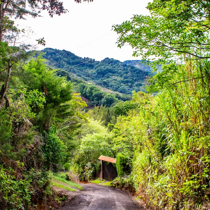 "Sendero boscoso con vistas a las montañas en el recorrido de la expedición Copalchí Vertical."