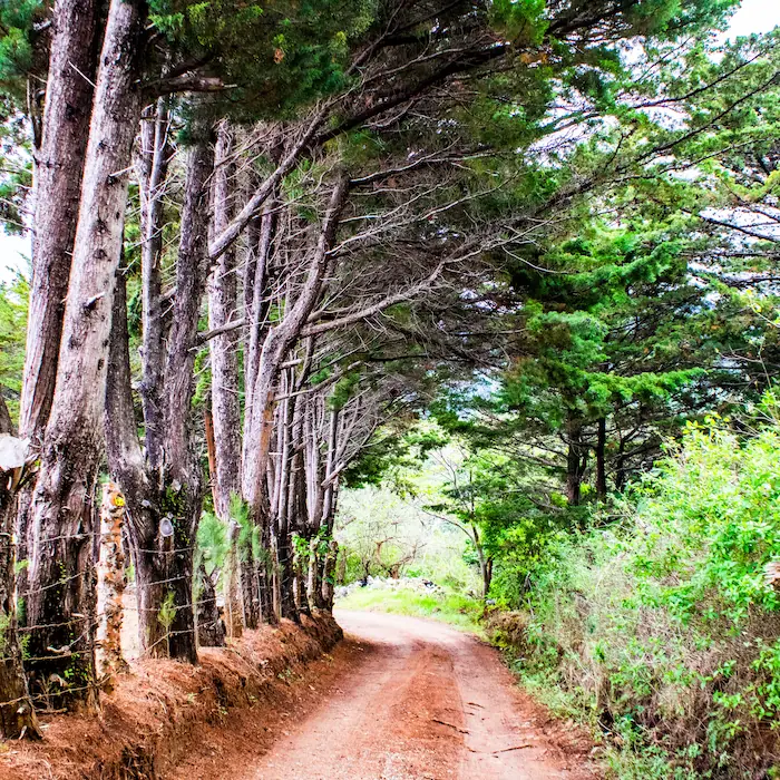 "Camino flanqueado por altos árboles de pino en la ruta hacia Copalchí Vertical."