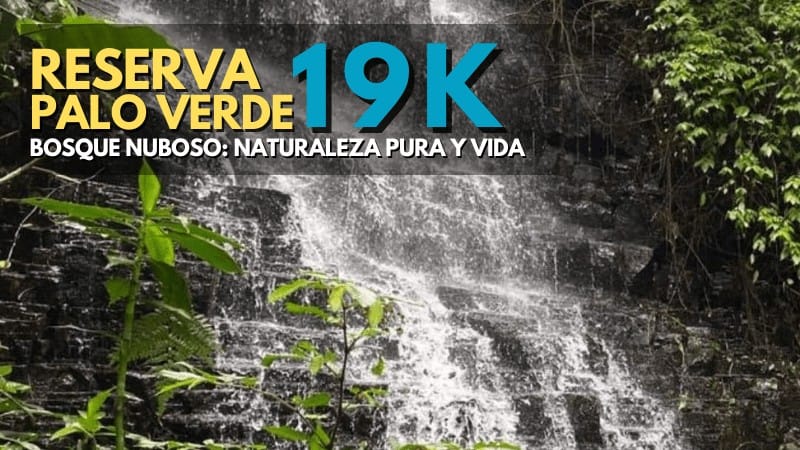 Reserva Bosque Nuboso Palo Verde 19k