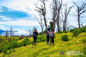bosque quemado_8-min