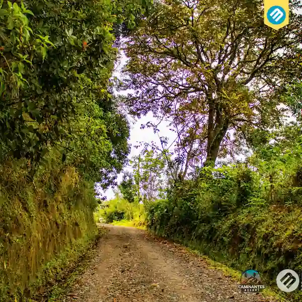 Dosel de árboles en el sendero