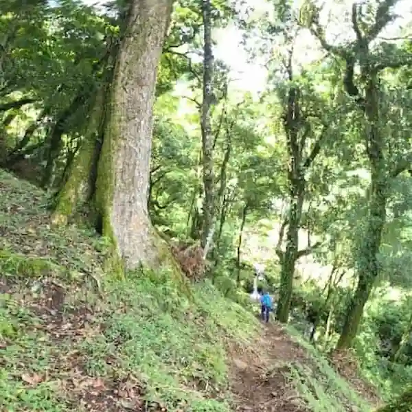 Troncos Gigantes